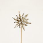 Fringed Dahlia Flower Stem